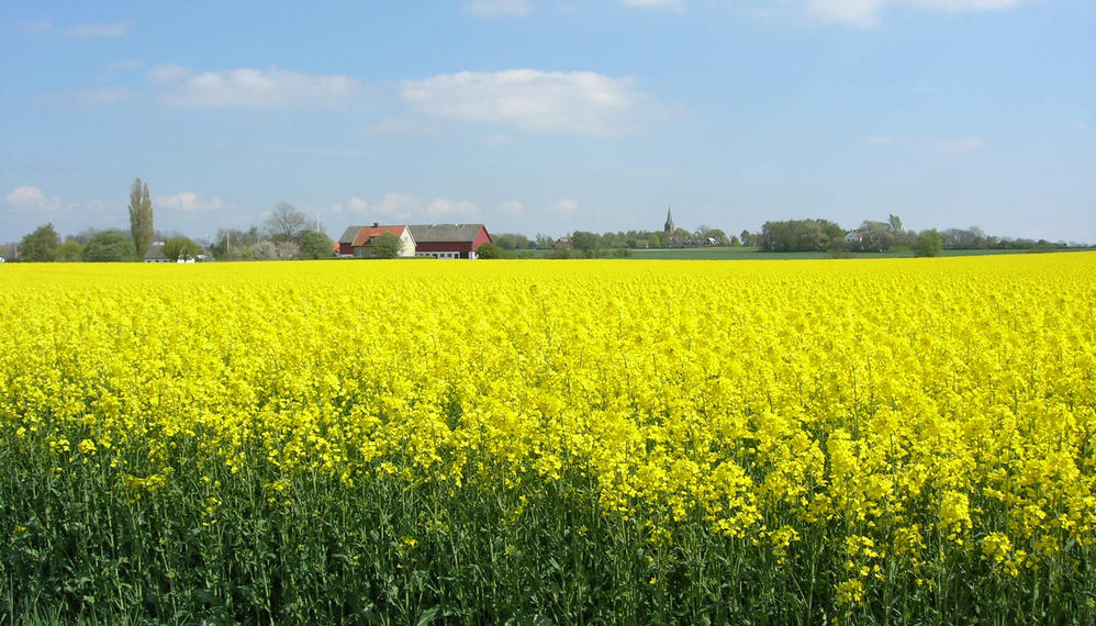 Mark i Sverige, Skoletjenesten Öresund