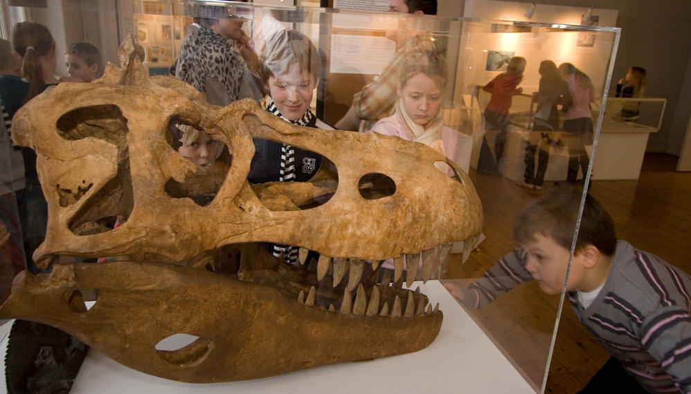 Skelethoved på Geologisk museum