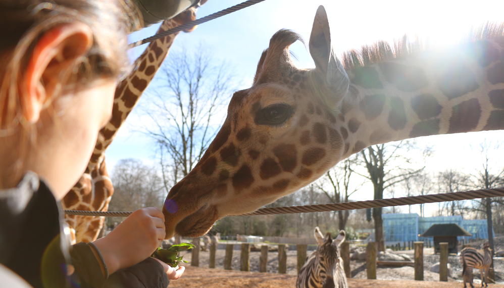 Børn ser på giraf