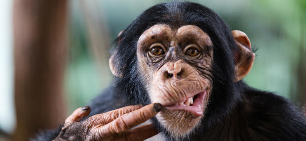 Faderskabsanalyse af chimpanseungerne