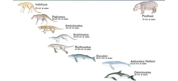 Whale evolution