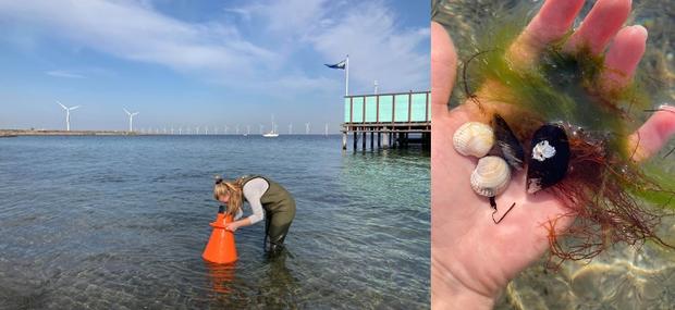 Tang og muslinger fundet med vandkikkert på Amager Strand.