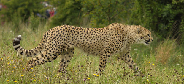 Gepard