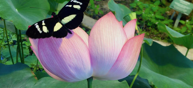 Lotusblomst og sommerfugl