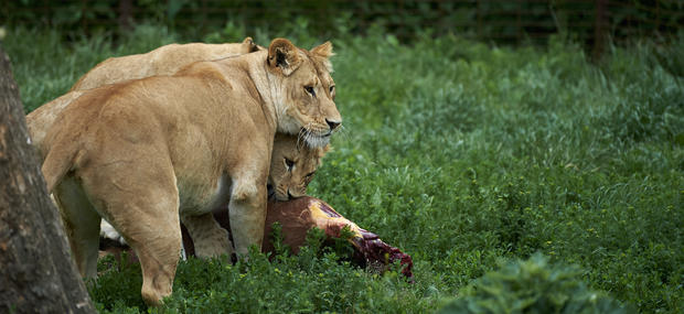 Tre løver, der er i gang med at spise en antilope