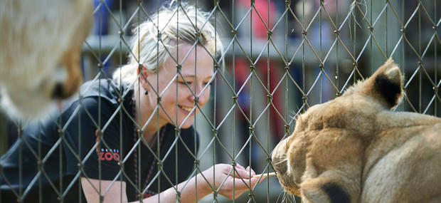 Dyrepasser, der træner en løve i Odense Zoo