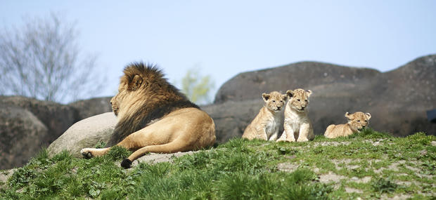 Løvehan ved siden af tre løveunger