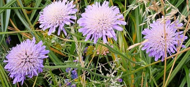 Blåhat - en af vores mest atraktive blomster i naturen for et utal af insekter.
