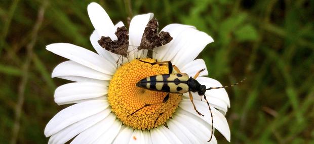 Billede af en blomst med bier