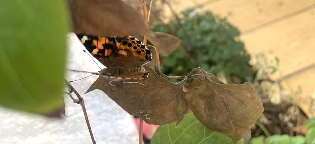 Sommerfugl i udstillingen