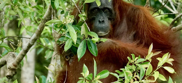 Still fra Palmeolie i orangutangernes land Foto: Dan Sall