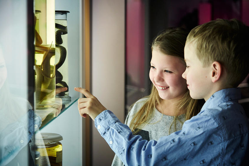 Naturhistorisk Museum Aarhus Skoletjenesten undervisningstilbud