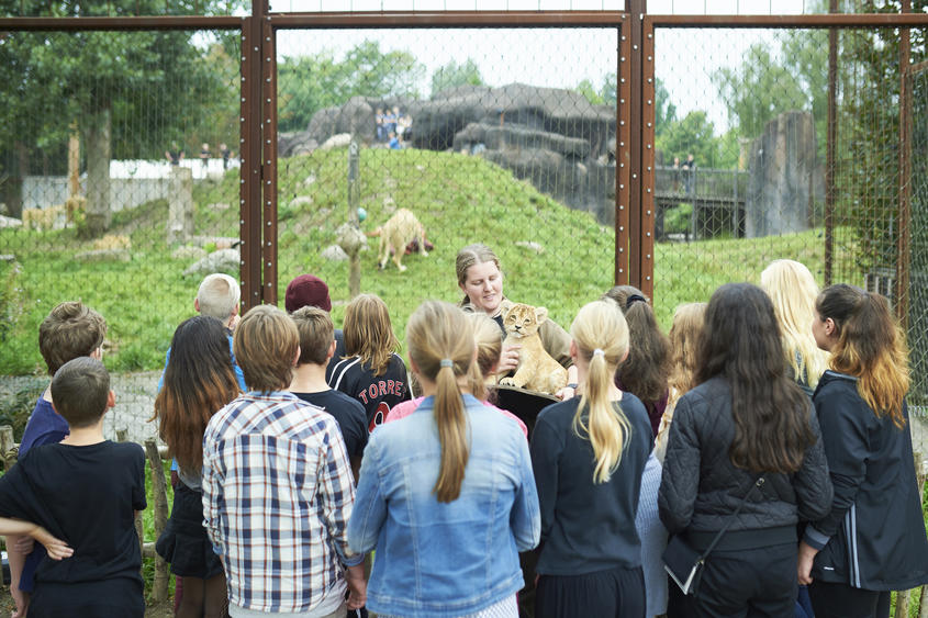Undervisning i Odense Zoo foran løvernes anlæg, hvor underviseren står med en udstoppet løveunge