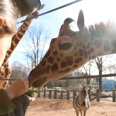 Børn ser på giraf